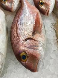 Maybe you would like to learn more about one of these? Il Pagrus Pagrus Conosciuto Come La Bottega Del Pesce Facebook