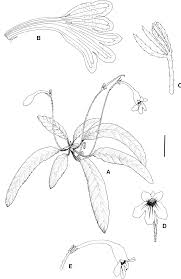 Image result for Streptocarpus goetzei