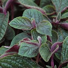 Image result for Plectranthus elegans