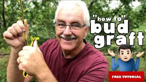 Bud Grafting