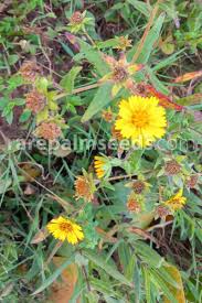 Image result for Guizotia scabra