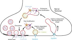 Exocytosis is the reverse of endocytosis. Endocytosis Recycling At Synapses Elife