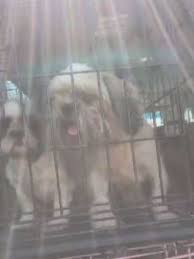 Check spelling or type a new query. Heartbreaking 46 Dogs Rescued From Kentucky Puppy Mill Owner Charged Wztv