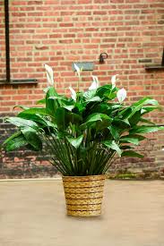 Image result for Spathiphyllum