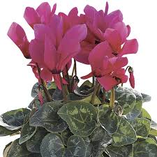 Image result for Cyamopsis serrata