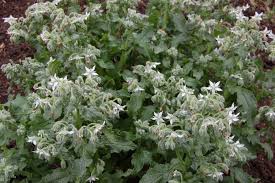 Image result for Borago officinalis