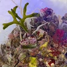 Image result for Macrotyloma rupestre × densiflo