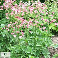 Image result for Astrantia major `Roma`