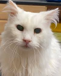 Pending collection* Will any cat rescues/feeders etc make use of this? We  no longer need it and moving house soon so seeing if it's any good for  anyone rather than it being