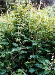 Image result for Mimosa diplotricha