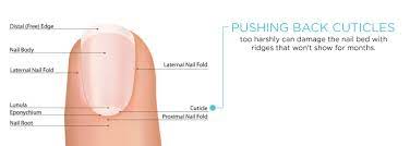 what do the horizontal lines on my nails mean futurederm nail bed damage nail ridges horizontal nail ridges
