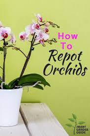 Repotting Phalaenopsis Orchids Learn How To Repot Orchids In This Step By Step Guide Orchids In Water Repotting Orchids Orchids