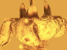 Image result for Strychnos