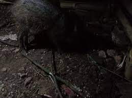 Babi di dekat rumah warga kerap dikaitkan dengan mitos pesugihan babi ngepet. Rfsbniifssc8rm