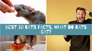 Black rats, also known as the 'ship rat', the 'roof rat', or the ' palm rat ', primarily eats grains and seeds. Best 10 Rats Facts What Do Rats Eat Zoological World