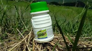 » putri malu mimosa pudica rumput raguman paspalum commersonii rayutan derris scandens rumput grintingan cynodon dactilon rumput paitan paspalum conjugatum rumput teki cyperus rotundus sambang lasia spinosa senggani melastoma malabatricum wedusan ageratum c Herbisida Rumput Daun Sempit Herbisida Untuk Membunuh Rumput Teki