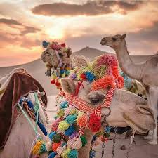Salim ali lafi zelabieh discusses. Camel Adornments