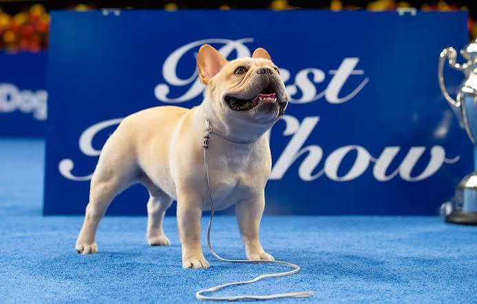 National Dog Show 2022 winner: French bulldog Winston is best in show.  Here's his NFL connection. - nj.com