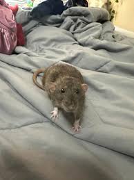 Any females located in northeast Ohio Youngstown area? I got this girl from  the feeder bin at an expo and she was the only girl left in that bin. Would  like to