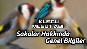 Kirmizi Maskeli Tutku Saka Temel Bilgiler Youtube