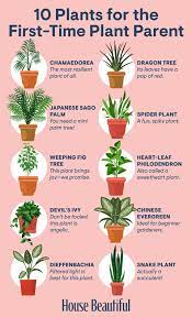 There are easy plants to grow indoors. 34 Houseplants That Can Survive Low Light Best Indoor Low Light Plants
