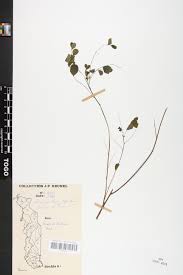 Image result for Phyllanthus nummulariifolius