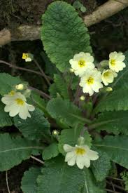 Image result for Primulaceae