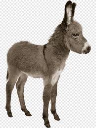 حمار حمار حمار صغير png