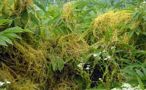 Image result for Cuscuta hyalina