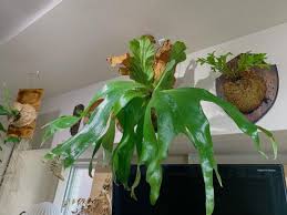 Image result for Platycerium stemaria