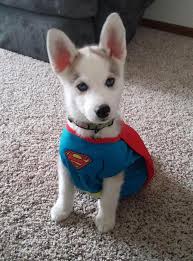 Find everything you need to welcome them home! Husky Puppy Dog Wearing A Superman Costume Cute Baby Animals Baby Animals Cute Dogs