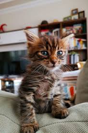 Top 5 Great Movies To Watch With Your Cat Women S Cat T Shirts I Like Cats Very Much In 2020 Cats Great Movies To Watch Cat Tshirt