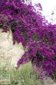 Enfin, certains symptômes peuvent apparaître en cas de mauvais entretien L Entretien Du Bougainvillier En Pot Ou Terre Jardipartage