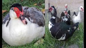 Maybe you would like to learn more about one of these? ØªØ²Ø§ÙˆØ¬ Ø§Ù„Ø¨Ø· Ø§Ù„Ù…Ø³ÙƒÙˆÙÙŠ Ù…ÙˆÙ‚Ø¹ ÙˆÙŠØ¨ Ø­ÙŠØ« ÙŠÙ…ÙƒÙ†Ùƒ Ù…Ø´Ø§Ù‡Ø¯Ø© Ù…Ù‚Ø§Ø·Ø¹ Ø§Ù„ÙÙŠØ¯ÙŠÙˆ Ø§Ù„Ù…ÙˆØ³ÙŠÙ‚ÙŠØ© Ù…Ø¬Ø§Ù† Ø§