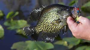 Some Tips For Finding And Catching Crappie While Fishing In Jungles Of Lily Pads Fish Crappie Crappie Fishing