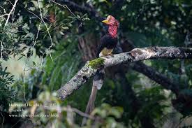 Maybe you would like to learn more about one of these? Helmeted Hornbill A Recent Find In Pawbf Persatuan Alam Warisan Bukit Fraser Facebook