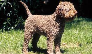 Maybe you would like to learn more about one of these? Lagotto Romagnolo Breed Information