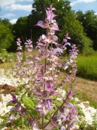 Sauge Sclaree Jardin De Sauveterre Sauge Sclaree Jardins Prairie Fleurie