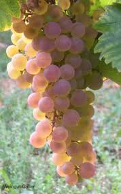 We did not find results for: Piwi Grape Varieties Piwi International
