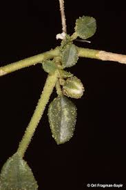 Image result for Limeum