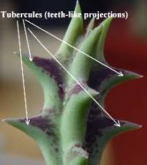 Image result for Orbea lugardii
