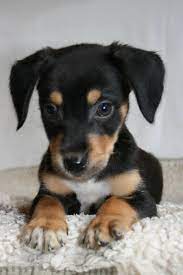 Miniature pinscher and chihuahua mix. Chihuahua Pinscher Mix Mimmi Welpe N Zuhause Gefunden Hundehilfe Grafschaft Happy Ends Archiv Von Zergportal De