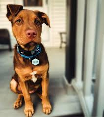 Custom Silicone ID Tag for Dogs