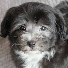 Havapoo puppies for sale florida. Havanese Puppies Heavenly Puppies