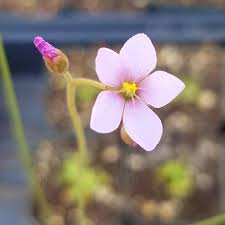 Image result for Drosera burkeana