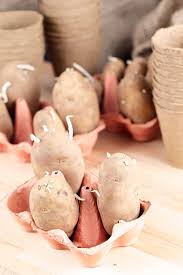 You'll be amazed at how well this easy tip works! Chitting Potatoes How To Sprout A Potato For Early Planting