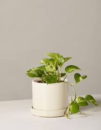 Since pothos plants are fast growers, eventually you will need to repot your plant. How To Care For The Pothos Plant Care Articles How Tos The Sill