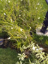 Image result for Thunbergia graminifolia