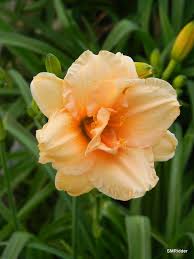 Image result for Deinbollia fanshawei