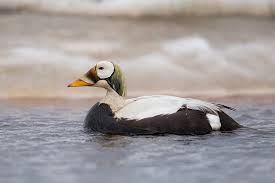 Image result for Peddiea fischeri